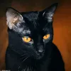 felpisima