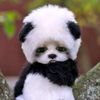 sliibaww0
