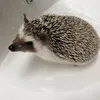 lliidiiii