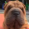 sharpei_suki