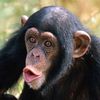 a_decent_ape