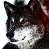 arcticwolf79