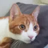 teomiso