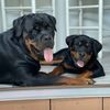mckoyrotties