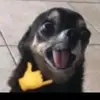 injilchx