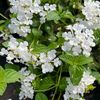 zone9cottagegarden