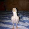 malikfarrukh26