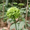 Dược Liệu Rừng - Đồ Thổ Cẩm