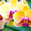flower_love333