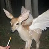 doggy_loli