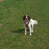 elmothespringerspaniel