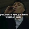 _skoti228