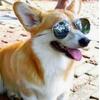 corgi_bot