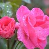 princessesarr3