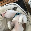 beanydoggy