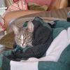 catinblanket