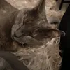 mama_coco70