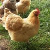 kaseys.chicken.farm