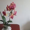 florcitawong