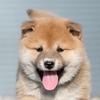 kobee.shiba