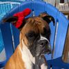 mia_the_boxer2