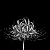 anasbosedra1