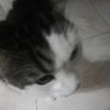 hola_sa4