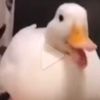 xxgooseman34