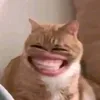 aleefahmi