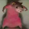 nhincaigifen0