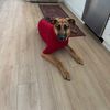 maxthepupper