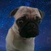 thepuggod7138