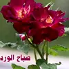 bushraabdulqard