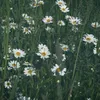 bumblebee_744
