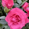 lobanova_38