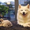 pets