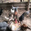 estevamcosta83