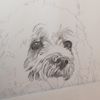 lalodrawing