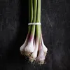 green_garlic_