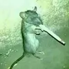 hurri_pena