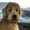 ralphie.labradoodle