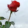 lfdjedcbky
