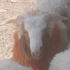.yusf.kocbaky