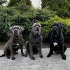 Cane corso BRAVO DOLI VOT