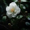 b_ngoc_2007