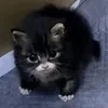tie_evade