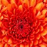 ahmedqasem78