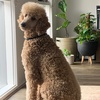 alfie_the_poodle