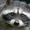 ben_loves_racoons._69