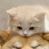 .marshmallow.siblings._2